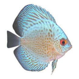 Kiekkokala snakeskin blue 6-7 cm Symphysodon aequifasciatus