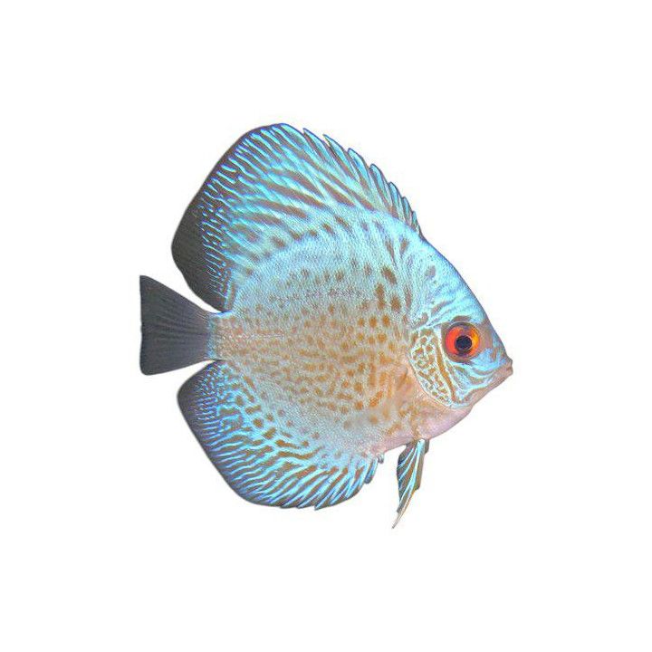 Discus snakeskin blue 6-7 cm Symphysodon aequifasciatus