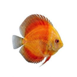 Kiekkokala golden rainbow 7-9 cm Symphysodon aequifasciatus
