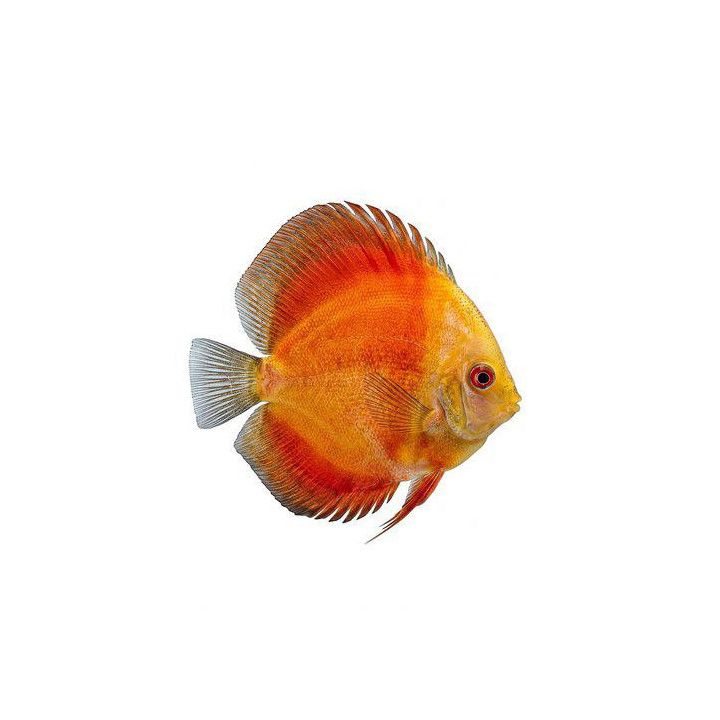 Kiekkokala golden rainbow 7-9 cm Symphysodon aequifasciatus