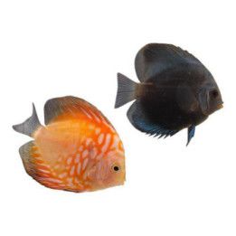 Kiekkokala sekoitus 8-9 cm Symphysodon aequifasciatus
