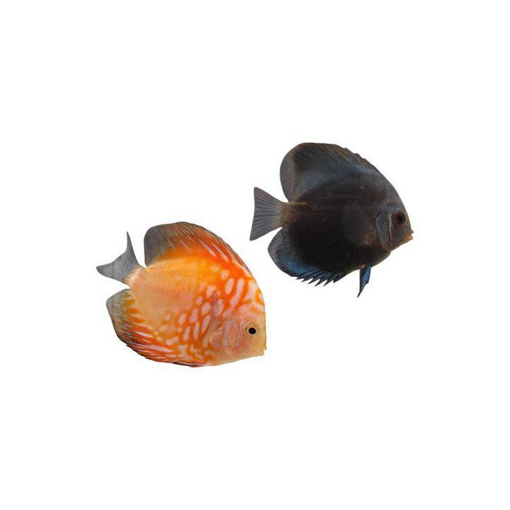 Kiekkokala sekoitus 8-9 cm Symphysodon aequifasciatus