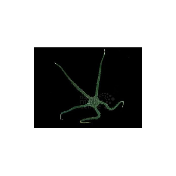 Ophiarachna incrassata - Brittle Starfish - Green
