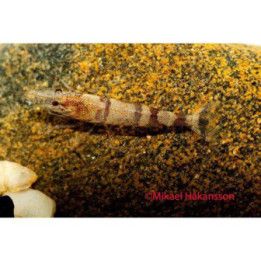 Ninjasukarapu, Caridina serratirostris -