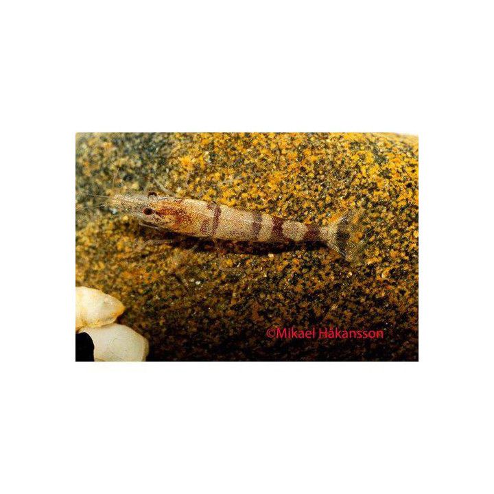 Ninjasukarapu, Caridina serratirostris -