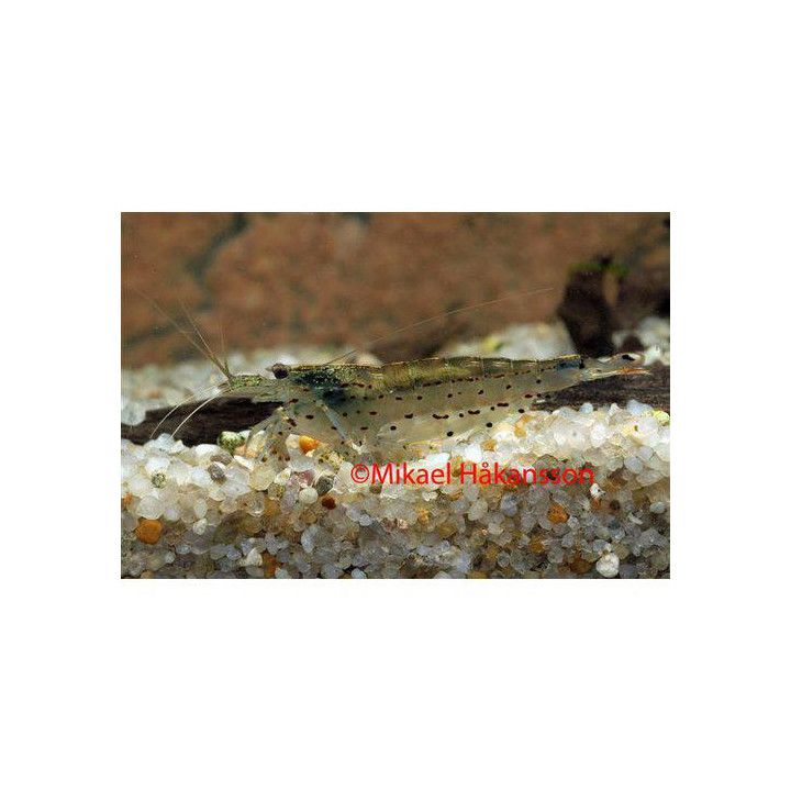 Amanorapu 3,5-4 cm -