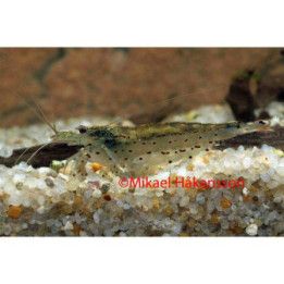 Amanorapu 2-3,5 cm -