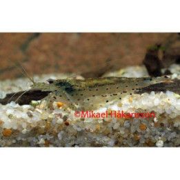 Amanorapu 2-3,5 cm -
