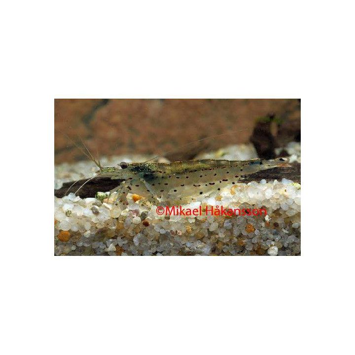 Amanorapu 2-3,5 cm -