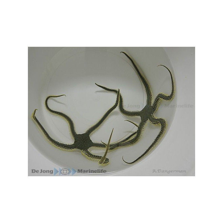 Ophiarachna incrassata - Brittle Starfish - Green