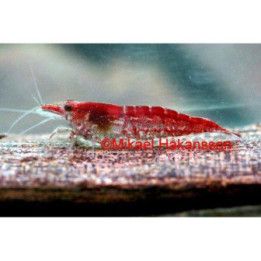 Neocaridina davidi, Kirsikkasukarapu -