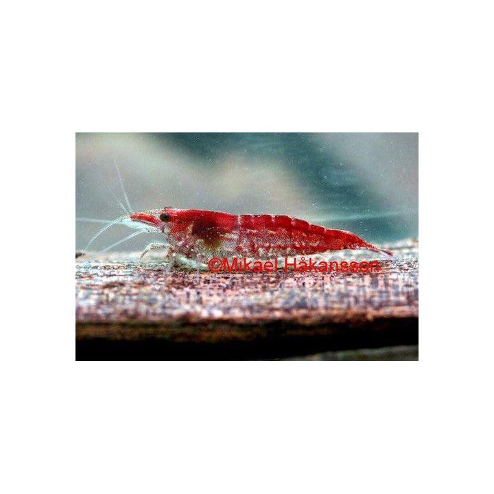Neocaridina davidi, Kirsikkasukarapu -