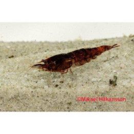 Neocaridina davidi, Chocolate - sukarapu -