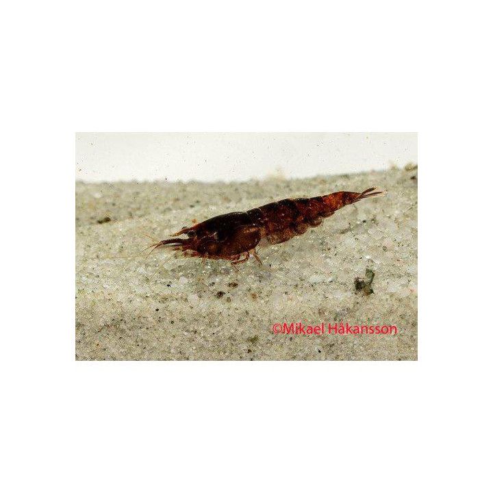 Neocaridina davidi, Chocolate - sukarapu -