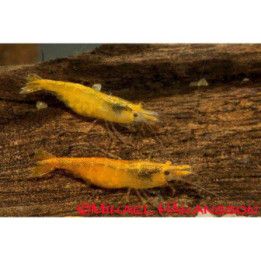 Neocaridina davidi, Orange Sakura - sukarapu -