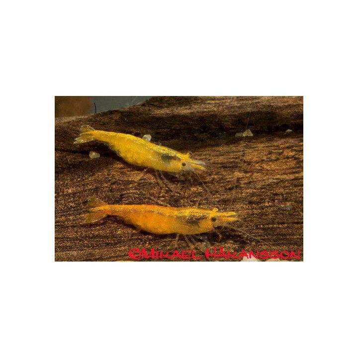 Neocaridina davidi, Orange Sakura - sukarapu -