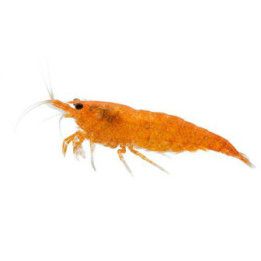 Caridina cf. Propinqua - Mandarin shrimp - sukarapu -
