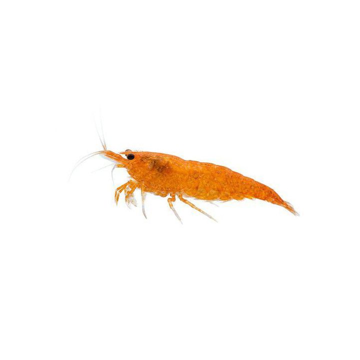 Caridina cf. Propinqua - Mandarin shrimp - sukarapu -