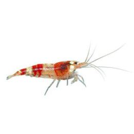 Tulisukarapu, caridina logemanni -