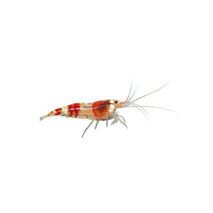 Tulisukarapu, caridina logemanni -