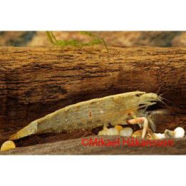 Juovaharjarapu, Atyopsis moluccensis, 7-10 cm -