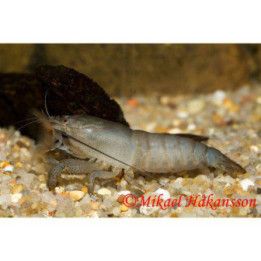 Blå solfjäderräka (Atya gabonensis)
