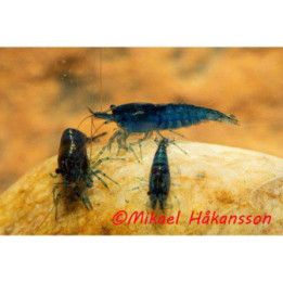 Neocaridina davidi, Blue Diamond - sukarapu -