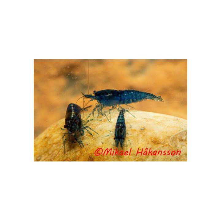 Neocaridina davidi, Blue Diamond - sukarapu -