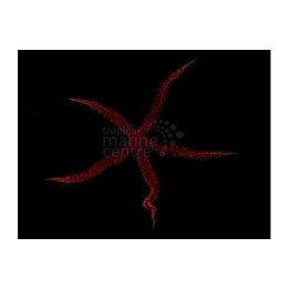Ophiocoma echinata - Brittle Starfish - Red