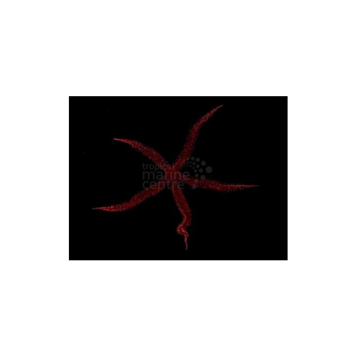 Ophiocoma echinata - Brittle Starfish - Red