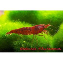 Neocaridina davidi, Red Sakura - sukarapu -