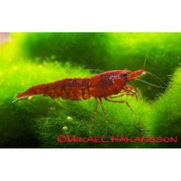 Neocaridina davidi, Red Sakura - sukarapu -