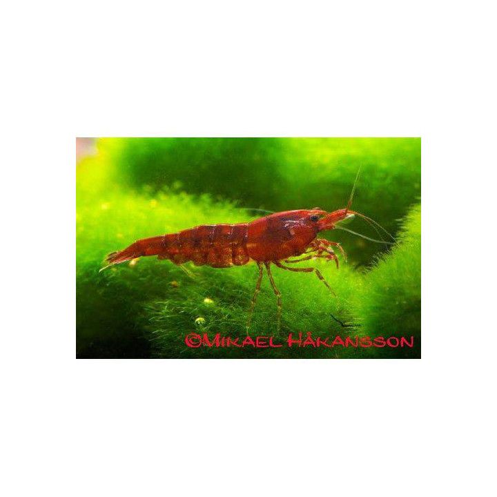 Neocaridina davidi, Red Sakura - sukarapu -