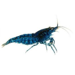 Neocaridina davidi, Dark Blue - sukarapu -