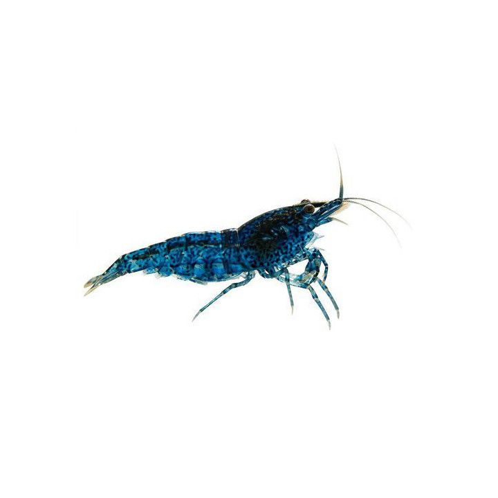 Neocaridina davidi, Dark Blue - sukarapu -