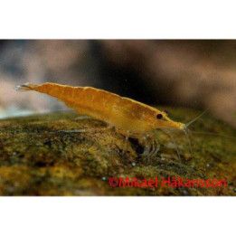 Neocaridina davidi, Orange - sukarapu -