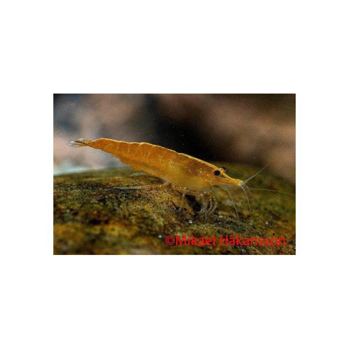 Neocaridina davidi, Orange - sukarapu -