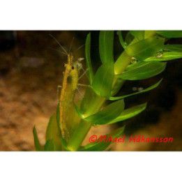 Neocaridina davidi, Green Fire - sukarapu -