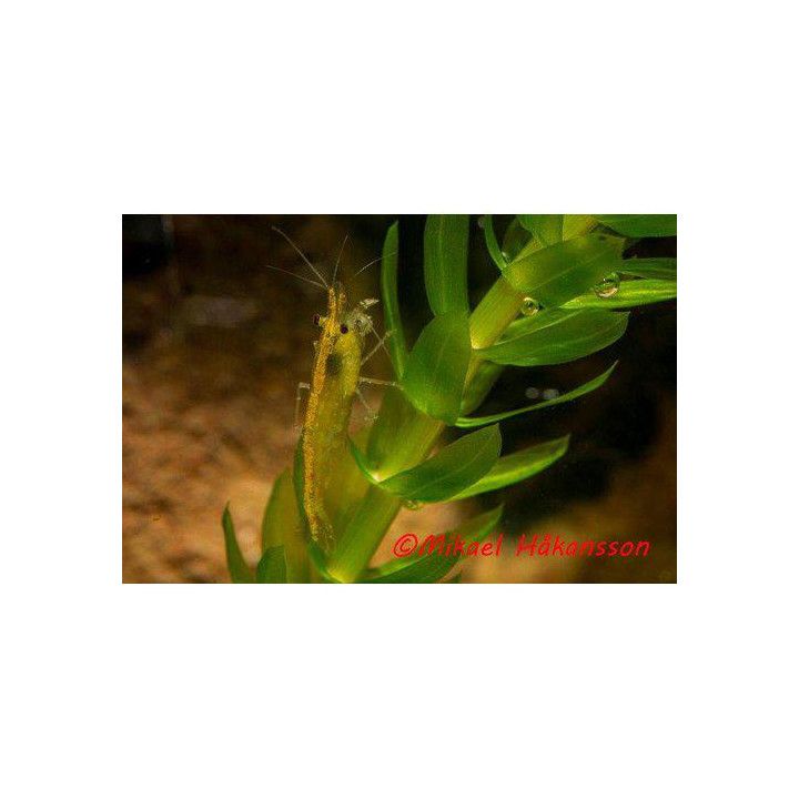 Neocaridina davidi, Green Fire - sukarapu -