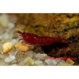 Neocaridina davidi, Bloody mary - sukarapu -