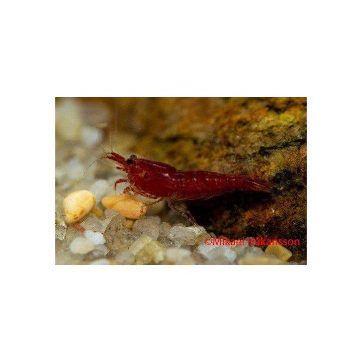 Neocaridina davidi, Bloody mary - sukarapu -