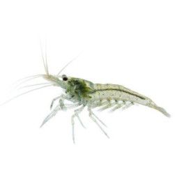 Neocaridina davidi, Snowball - sukarapu -
