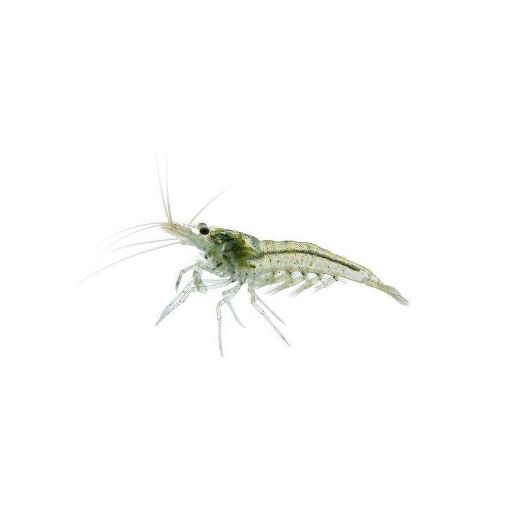 Neocaridina davidi, Snowball - sukarapu -