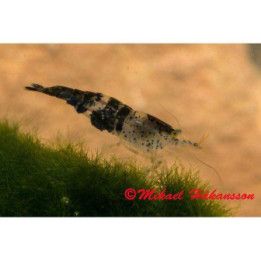 Neocaridina davidi, Rili Black musta - sukarapu -