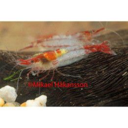 Neocaridina davidi, Rili Red - sukarapu -