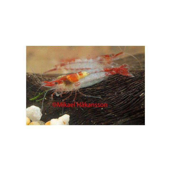 Neocaridina davidi, Rili Red - sukarapu -