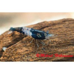 Neocaridina davidi, Rili Blue - sukarapu -