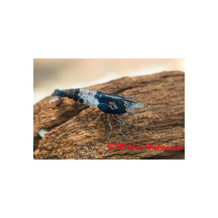 Neocaridina davidi, Rili Blue - sukarapu -