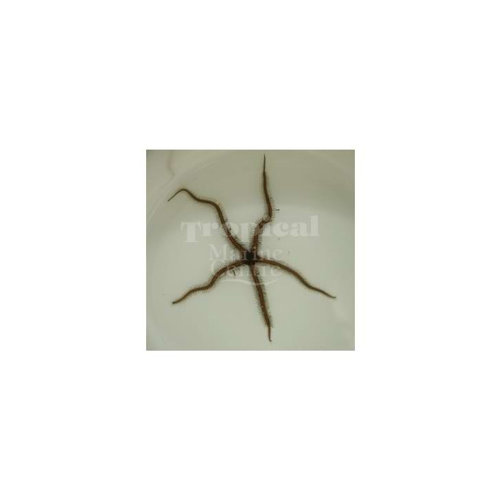 Ophiomastix annulosa - Brittle Starfish - Teardrop