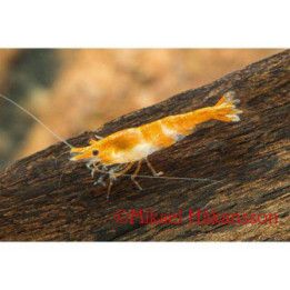 Neocaridina davidi, Rili Orange - sukarapu -